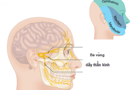 Dây thần kinh số 7